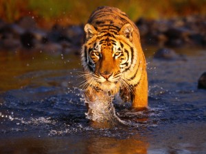тигр идет