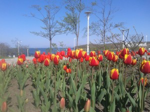 тюльпаны на берегу горизонтально